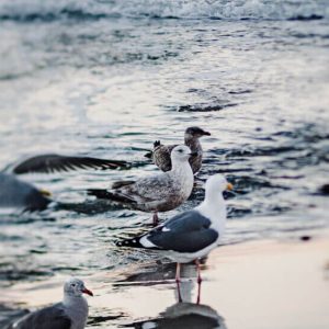 SRK50ZS-W Wit- Single-Split Airco Wandmodel - 5 kW